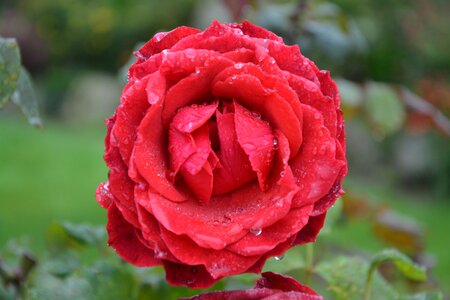 Red roses love pink flower photo