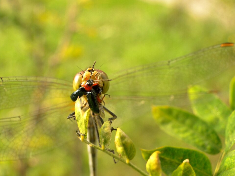 At the court of leaf dragonflies różnoskrzydłe