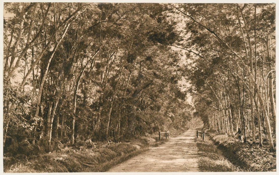 KITLV - 12623 - Kleingrothe, C.J. - Medan - The road to Binjai near Tanjung Djatti in Deli - 1903