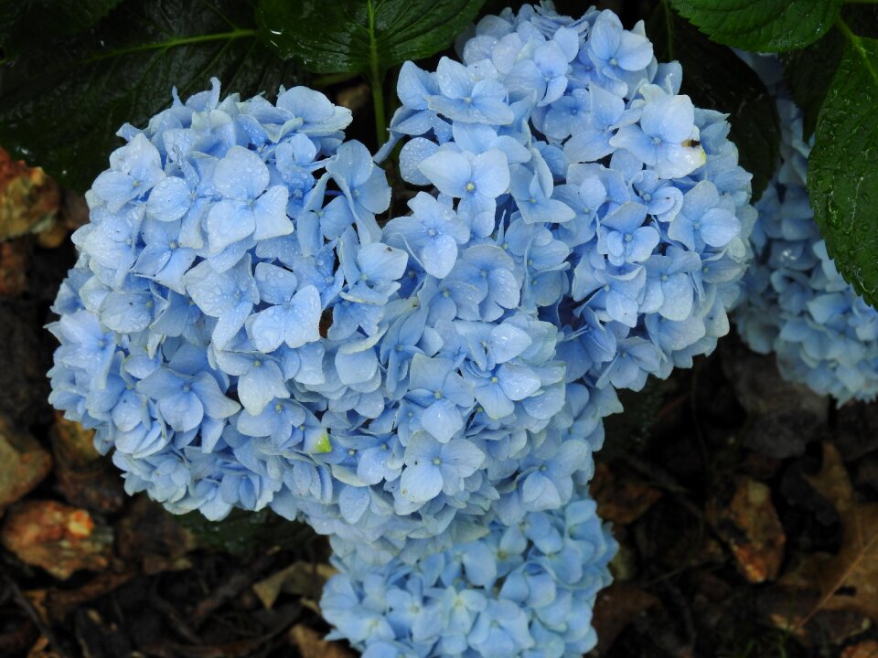 Floral spring leaf