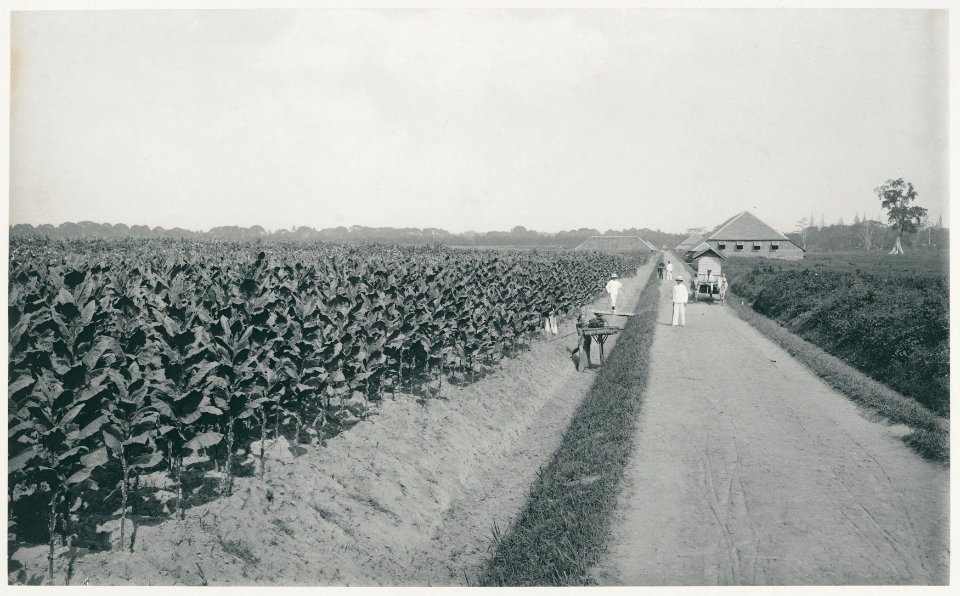 KITLV - 12647 - Kleingrothe, C.J. - Medan - Harvesting of tobacco on the plantation in Deli Klumpang - 1903