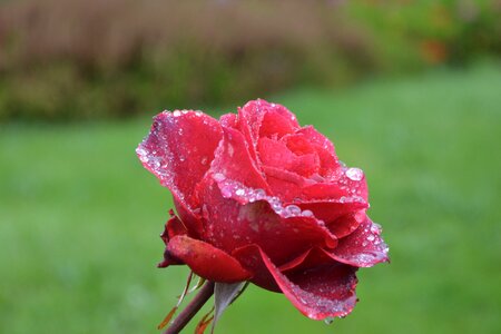 Profile of flower plant red roses photo