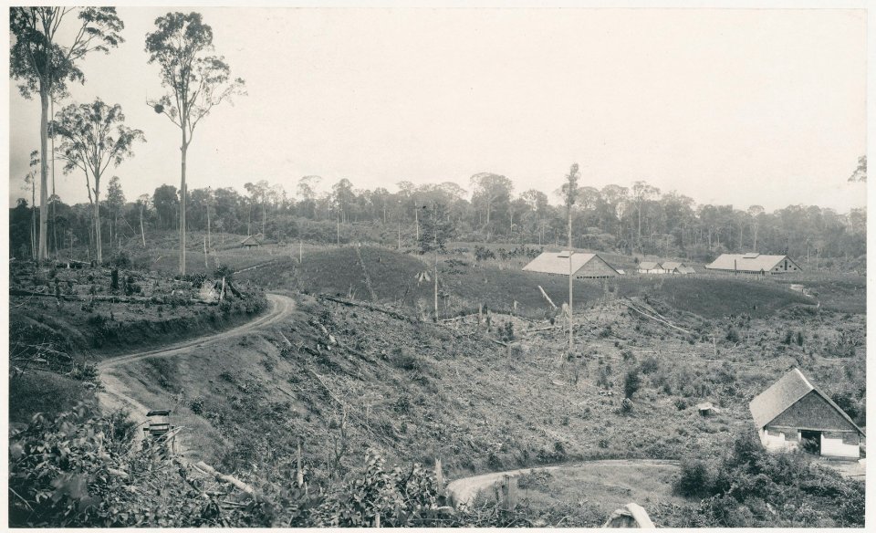 KITLV - 12601 - Kleingrothe, C.J. - Medan - Plantation road at the tobacco company Sungei Bahasa near Batangkuwis in Deli - 1903