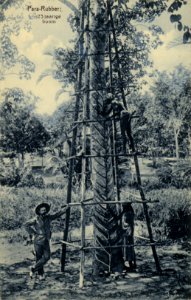 KITLV - 1404045 - Kleingrothe, C.J. - Medan - Para Rubber, 23-year old tree - 