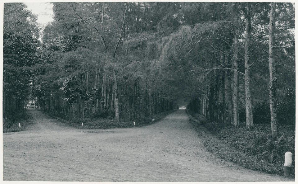 KITLV - 12629 - Kleingrothe, C.J. - Medan - Tjemaralaan on the plantation Sungai Mencirim of the Tobacco Company in Arendsburg in Deli - 1903