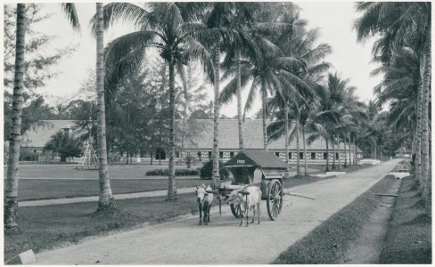 KITLV - 12641 - Kleingrothe, C.J. - Medan - Fermentation barn at the plantation Klambir-Lima in Deli - 1903