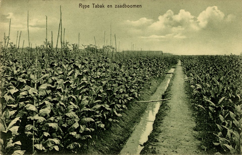 KITLV - 1405739 - Kleingrothe, C.J. - Medan - Mature Tobacco and seed trees, probably on the eastern coast of Sumatra - 1905-1930