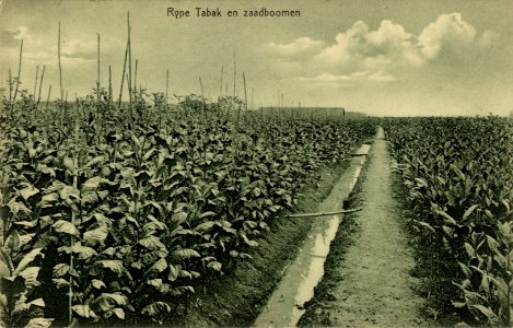 KITLV - 1405739 - Kleingrothe, C.J. - Medan - Mature Tobacco and seed trees, probably on the eastern coast of Sumatra - 1905-1930