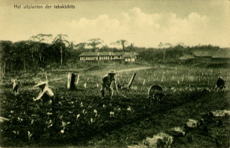 KITLV - 1405746 - Kleingrothe, C.J. - Medan - The planting of tabacco bibits in Deli - 1905-1930