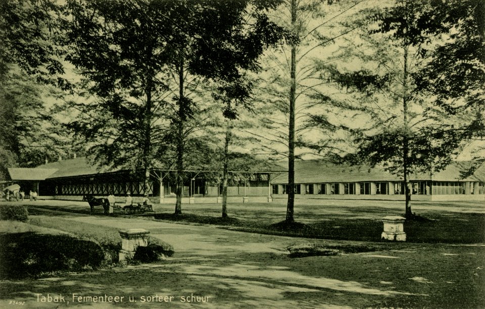 KITLV - 1405769 - Kleingrothe, C.J. - Medan - Tobacco, fermentation and sorting shed on a plantation in Deli - 1900-1930