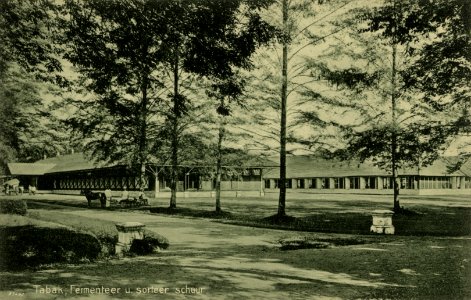 KITLV - 1405769 - Kleingrothe, C.J. - Medan - Tobacco, fermentation and sorting shed on a plantation in Deli - 1900-1930