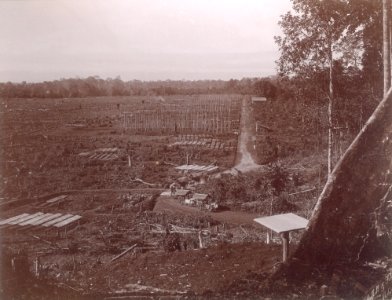 KITLV - 100579 - Stafhell & Kleingrothe - Medan-Deli - Cultivated fields and seed plots on a tobacco plantation in Deli, Sumatra - circa 1890