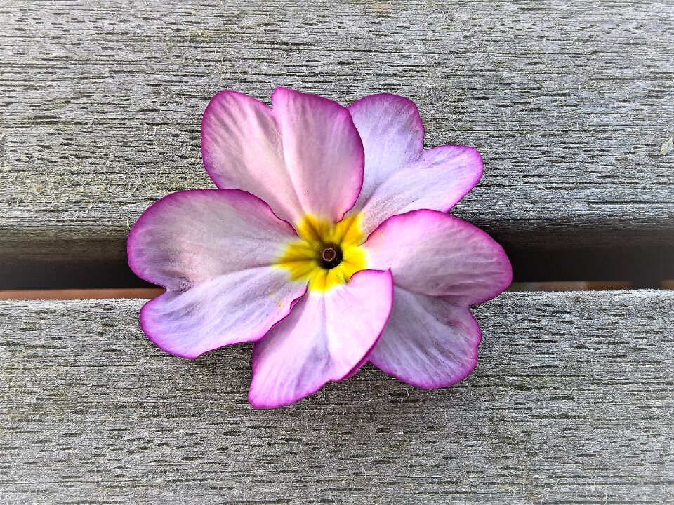 Close up pink dark pink edge
