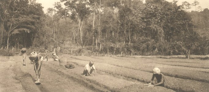 KITLV - 101110 - Kleingrothe, C.J. - Medan - Seed beds of a rubber plantation in Sumatra - circa 1905