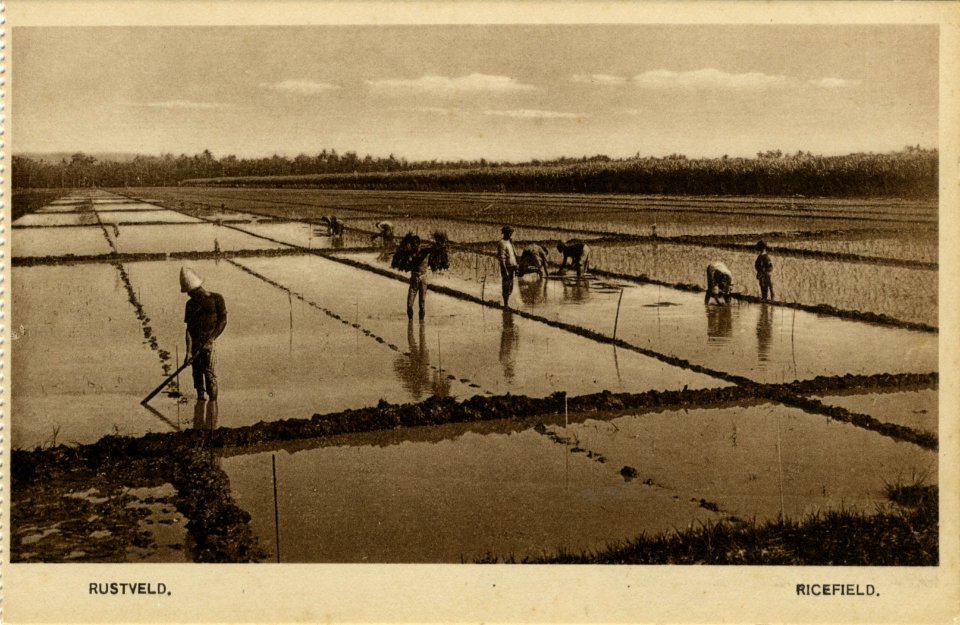 KITLV - 1403694 - Kurkdjian - Soerabaja - Helmig & Co. - Soerabaia-Semarang-Batavia - Rice Field. Farmers working in the rice fields in Java - circa 1900
