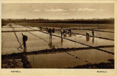 KITLV - 1403694 - Kurkdjian - Soerabaja - Helmig & Co. - Soerabaia-Semarang-Batavia - Rice Field. Farmers working in the rice fields in Java - circa 1900