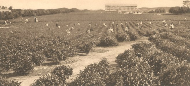 KITLV - 101126 - Kleingrothe, C.J. - Medan - Picking tea on the Naga Hoeta (Naga Huta) Estate in Pematangsiantar (Kota Pematangsiantar) - circa 1905