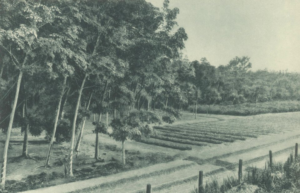 KITLV - 101130 - Kleingrothe, C.J. - Medan - Six-year-old rubber trees and seedlings on a plantation in Sumatra - circa 1905