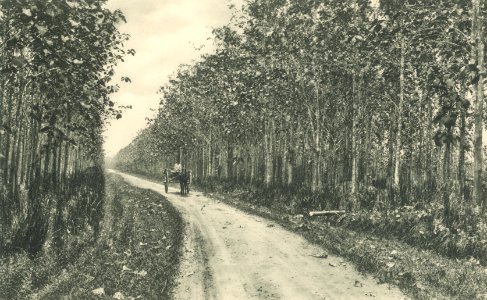 KITLV - 101134 - Kleingrothe, C.J. - Medan - Djati planting on a plantation in Sumatra - circa 1905
