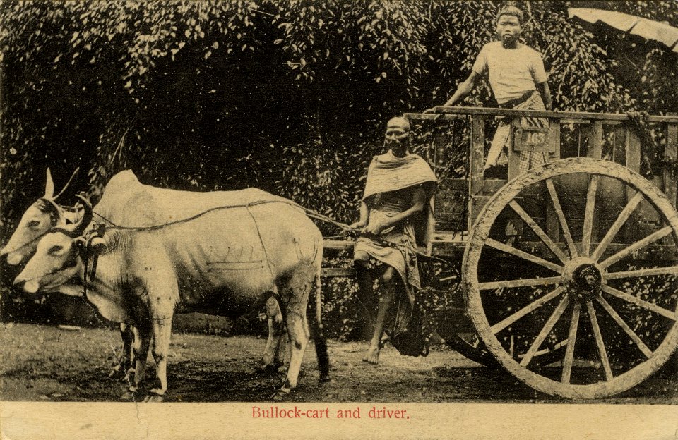 KITLV - 1404766 - Lambert & Co., G.R. - Singapore - Bullock-cart and driver. Possibly in Singapore - 1906-1935