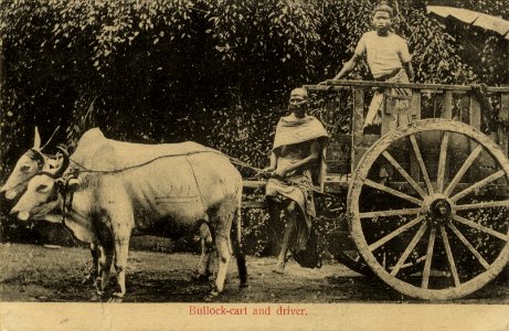 KITLV - 1404766 - Lambert & Co., G.R. - Singapore - Bullock-cart and driver. Possibly in Singapore - 1906-1935