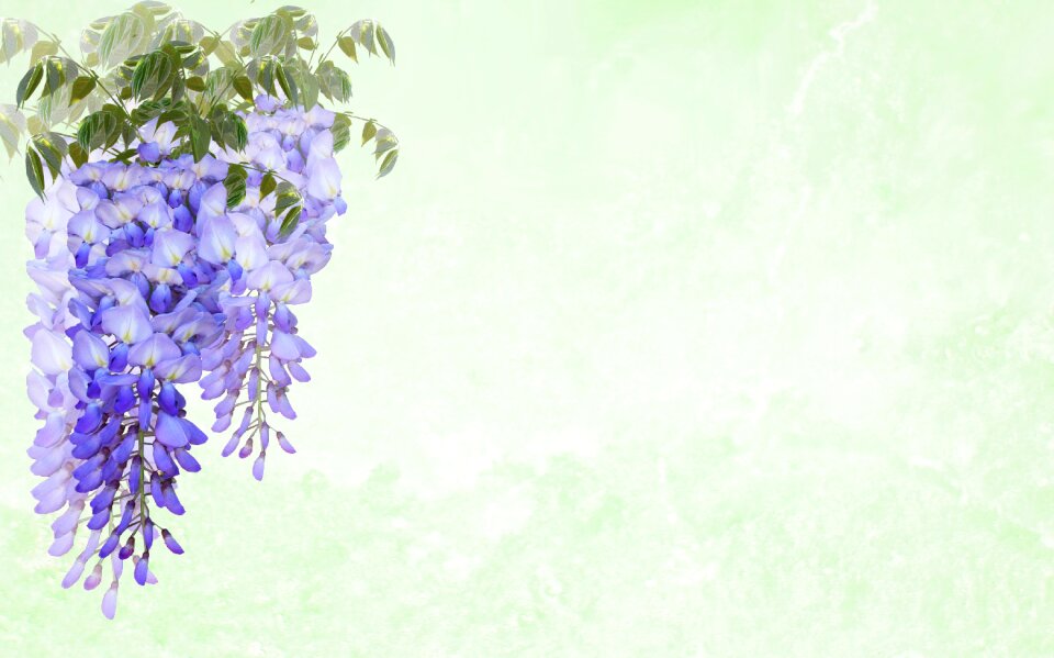 Wisteria flower decoration