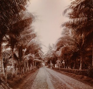KITLV - 103430 - Stafhell & Kleingrothe - Medan-Deli - Main road, presumably plantation Kala Hoen-Penang of the Amsterdam Deli Company in Medan, Sumatra - 1892-1895