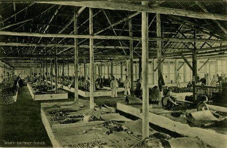 KITLV - 1405741 - Kleingrothe, C.J. - Medan - Tobacco-sorting shed , presumably on the east coast of Sumatra - 1905-1930