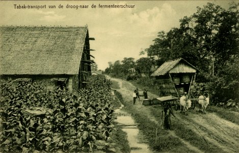 KITLV - 1405748 - Kleingrothe, C.J. - Medan - Tobacco transportation from the drying barn to the fermentation barn in Deli - 1905-1930