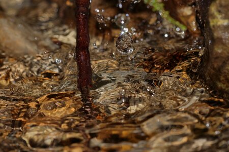 Nature liquid wet photo