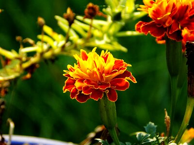 Blossom yellow garden photo