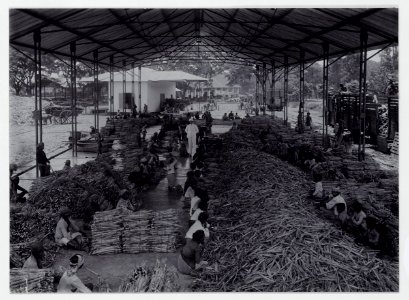 KITLV - 15707 - Kurkdjian, N.V. Photografisch Atelier - Soerabaja - Logging and sorting shed for bibit in a sugar factory in East Java - circa 1910