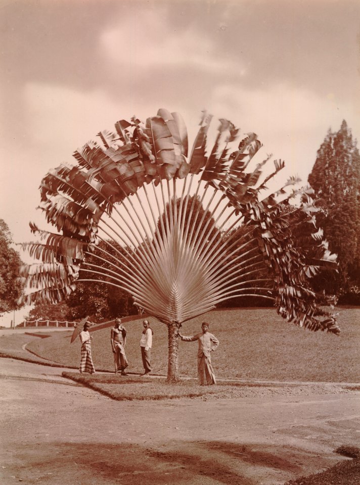 KITLV - 103804 - Men with a palm tree, probably in Singapore - circa 1890