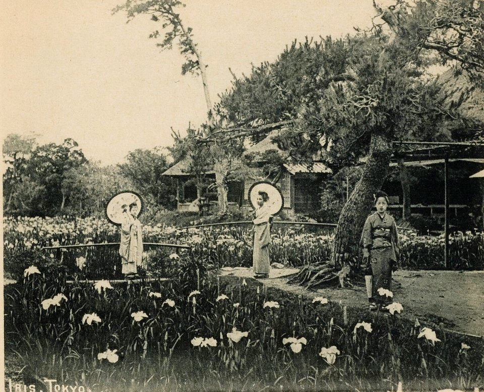 KITLV - 157115 - Three women in kimono in the iris garden in Tokyo, Japan - circa 1900