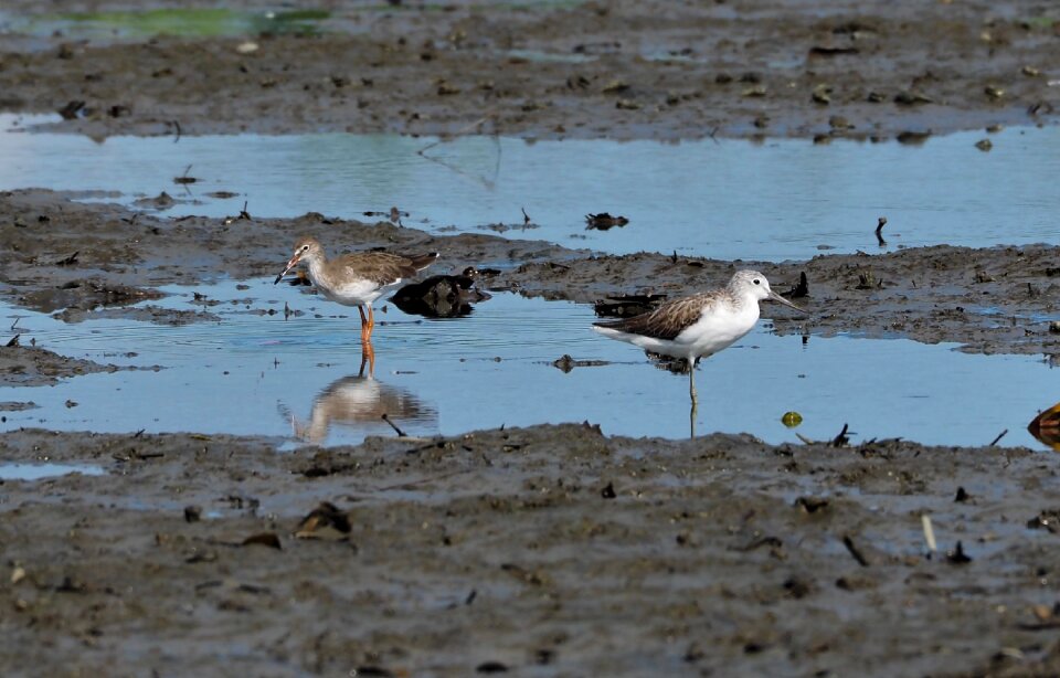 Nature animal shorebird