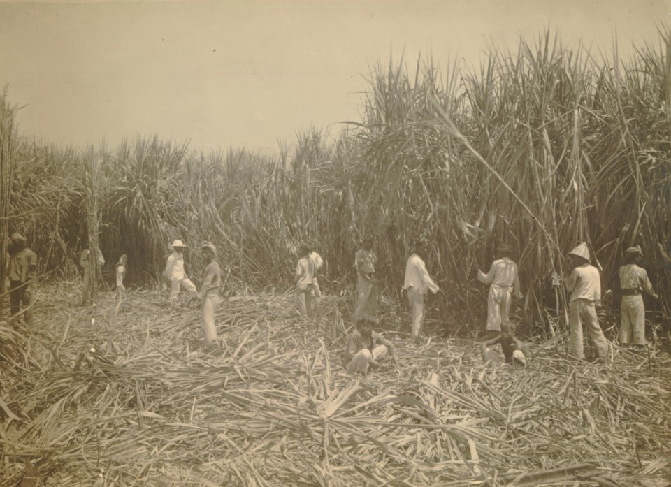 KITLV - 152769 - Kurkdjian, N.V. Photografisch Atelier - Soerabaia-Java - Cutting Garden of the sugar plantation Ketanen near Mojokerto - 1916-04