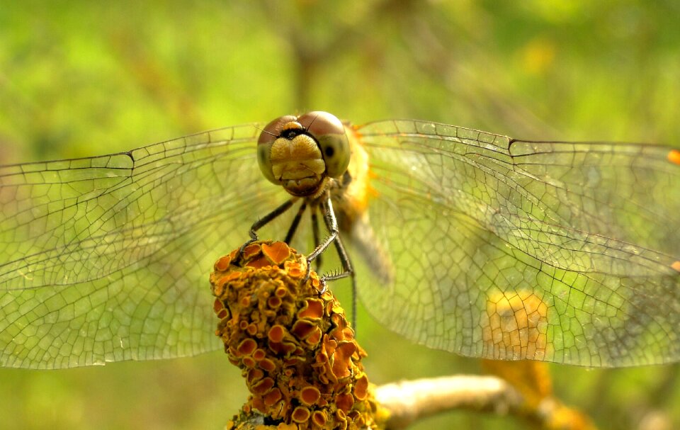 Insect invertebrates dragonflies