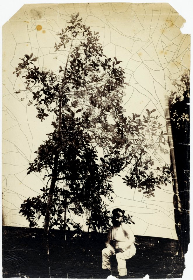 KITLV - 16047 - Junghuhn, Franz Wilhelm (1809-1864) - Cinchona tree with presumably Franz Wilhelm Junghuhn at Lembang near Bandung - circa 1860