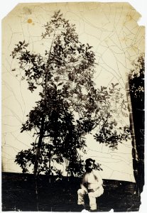 KITLV - 16047 - Junghuhn, Franz Wilhelm (1809-1864) - Cinchona tree with presumably Franz Wilhelm Junghuhn at Lembang near Bandung - circa 1860