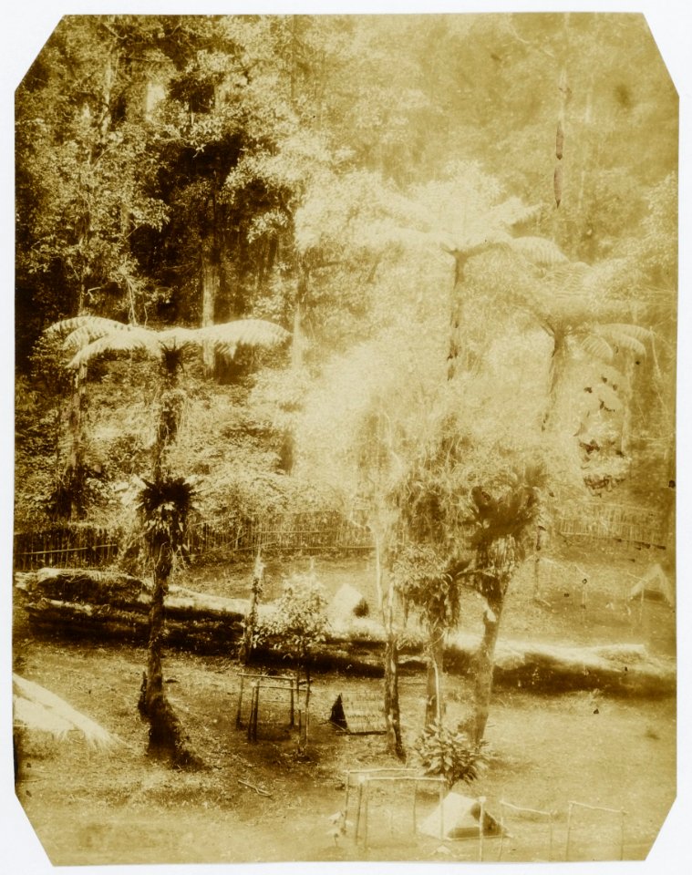 KITLV - 16051 - Junghuhn, Franz Wilhelm (1809-1864) - Bunches of Astronia macrophylla Blume on Cinchona plantation on Gunung Malabar in Bandung, Java - circa 1860