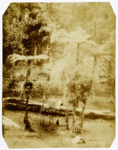 KITLV - 16051 - Junghuhn, Franz Wilhelm (1809-1864) - Bunches of Astronia macrophylla Blume on Cinchona plantation on Gunung Malabar in Bandung, Java - circa 1860