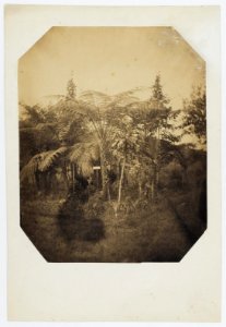 KITLV - 16071 - Junghuhn, Franz Wilhelm (1809-1864) - Tree ferns (Cyathea sp.) and ferns (Asplenium nidus avis) in the Cinchona plantation on the Gunung Malabar in Bandung - circa 1860
