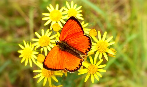 Plant flower butterfly day