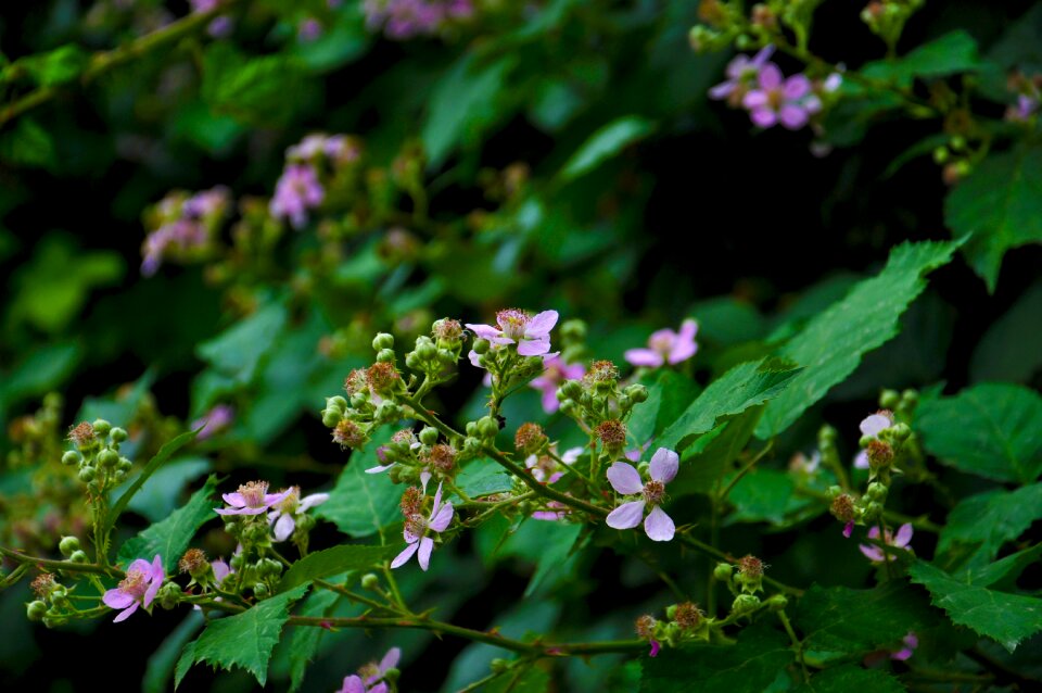 The leaves are plant nature