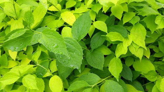 Green leaves spring summer photo