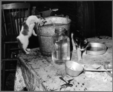 Kitchen in a miner's home. Kentucky Straight Creek Coal Company, Belva Mine, abandoned after explosion Dec. 1945... - NARA - 541185