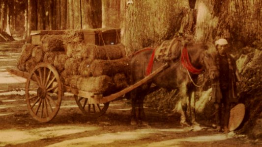KITLV - 110626 - Kusakabe, Kimbei - Cruptomeriaweg at Nikkō, Tochigi (日光市), Japan - circa 1890 (cropped)