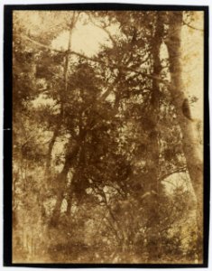 KITLV - 16049 - Junghuhn, Franz Wilhelm (1809-1864) - Trees near Lembang near Bandung - circa 1860