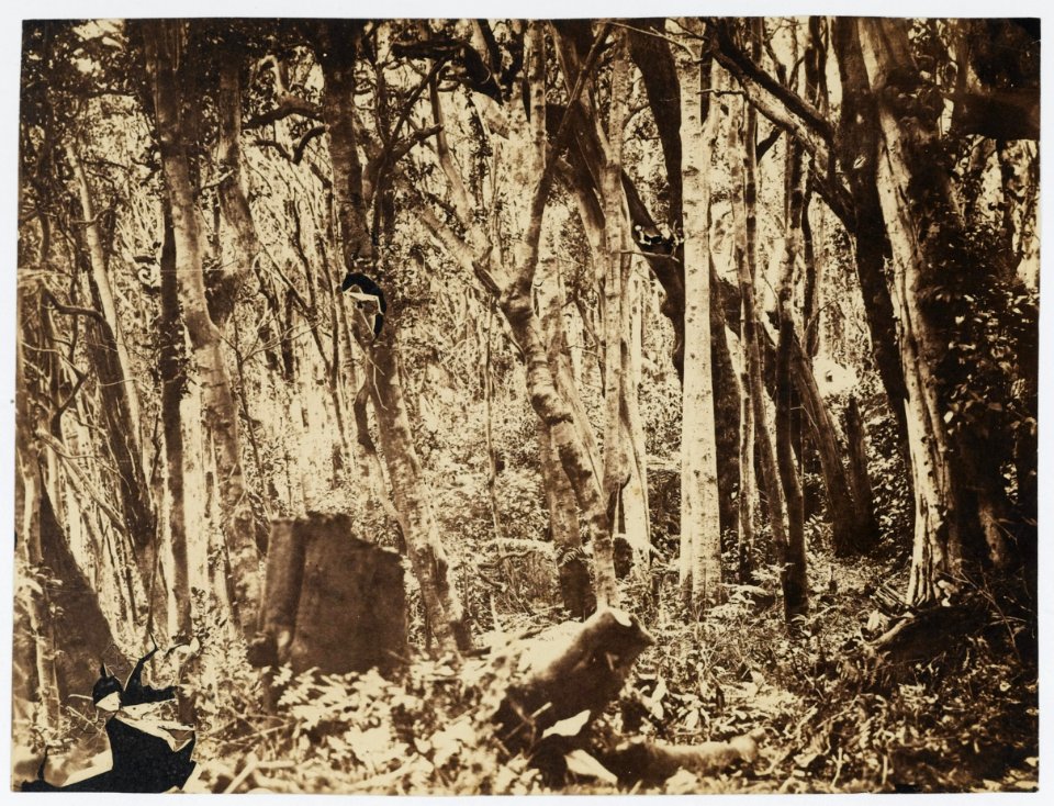 KITLV - 16053 - Junghuhn, Franz Wilhelm (1809-1864) - Trees near Lembang near Bandung - circa 1860