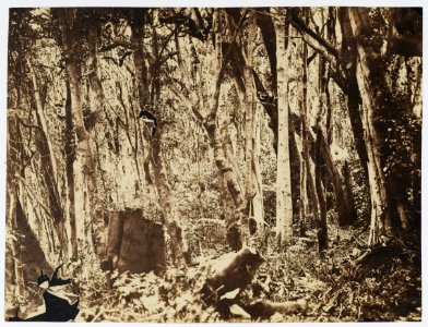 KITLV - 16053 - Junghuhn, Franz Wilhelm (1809-1864) - Trees near Lembang near Bandung - circa 1860